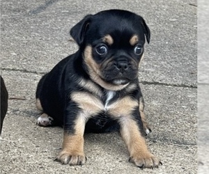Chug-Pug Mix Puppy for sale in RACINE, WI, USA