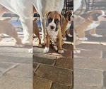 Puppy Arrow Boxer