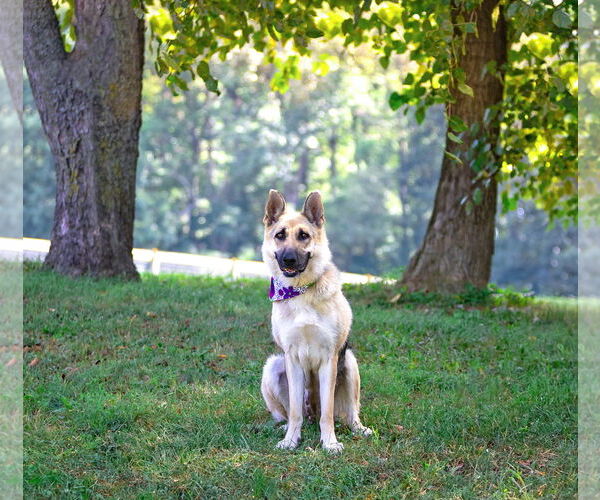 Medium Photo #4 German Shepherd Dog Puppy For Sale in Unionville, PA, USA