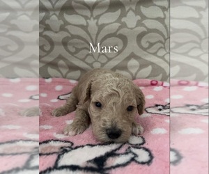 Medium Poodle (Miniature)
