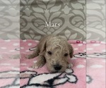 Puppy 3 Poodle (Miniature)