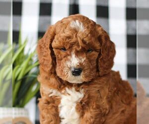 Goldendoodle (Miniature) Puppy for sale in LITITZ, PA, USA