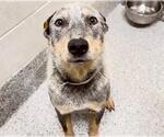 Small Mutt