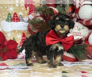 Maltipoo Puppy for sale in LANCASTER, PA, USA