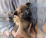 Small German Shepherd Dog Mix