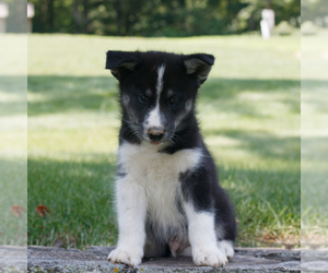 Samoyed-Siberian Husky Mix Puppy for sale in GAP, PA, USA