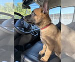 Small #4 Belgian Malinois