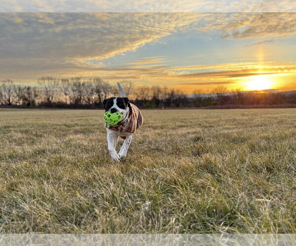 Medium Photo #8 American Staffordshire Terrier-Pointer Mix Puppy For Sale in Arlington, VA, USA