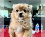 Small Photo #11 Pomeranian Puppy For Sale in DE LEON SPRINGS, FL, USA