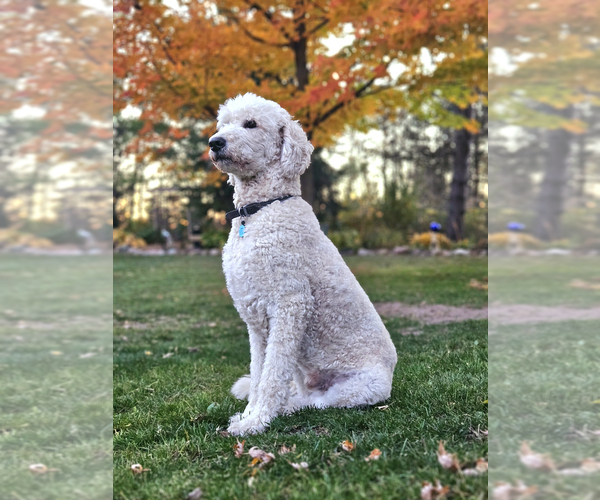Medium Photo #1 Double Doodle Puppy For Sale in JEDDO, MI, USA