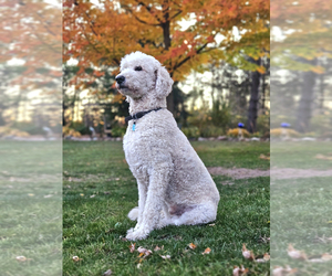 Father of the Double Doodle puppies born on 01/09/2025