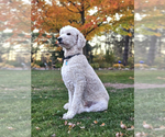 Small Photo #1 Double Doodle Puppy For Sale in JEDDO, MI, USA