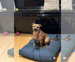 Small #9 American Pit Bull Terrier-Labrador Retriever Mix