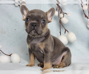 French Bulldog Puppy for sale in NEW YORK, NY, USA