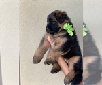Small #5 German Shepherd Dog