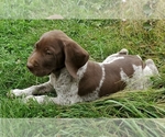 Small Photo #7 German Shorthaired Pointer Puppy For Sale in HARMONY, PA, USA