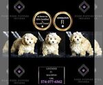 Puppy Lavender F1 Maltipoo