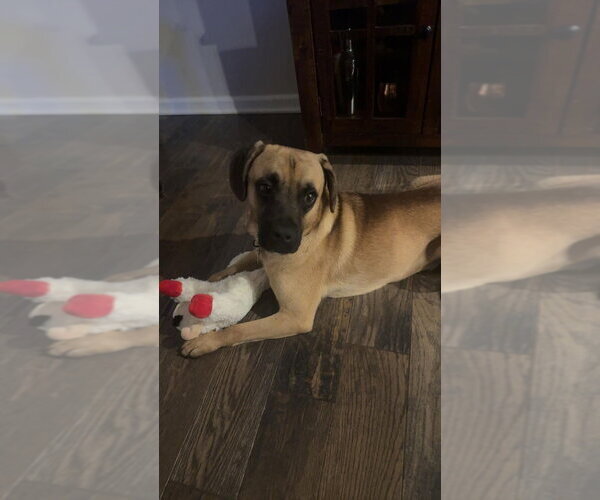 Medium Photo #3 Mutt Puppy For Sale in Springdale, PA, USA