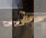 Small #2 Mutt
