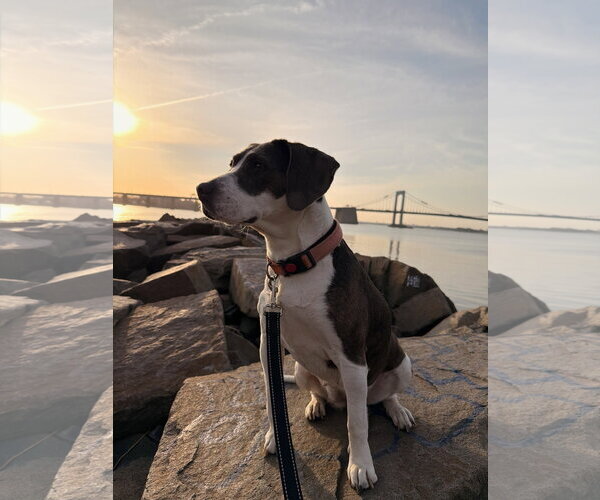 Medium Photo #2 Beagle-Unknown Mix Puppy For Sale in Westwood, NJ, USA