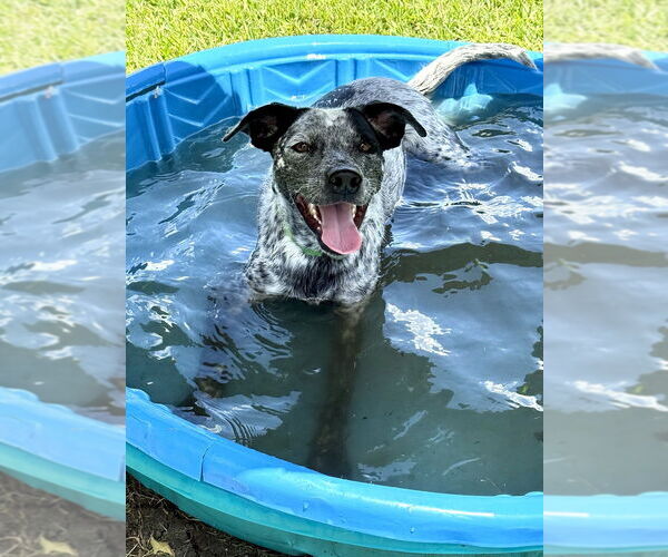 Medium Photo #7 Mutt Puppy For Sale in San Leon, TX, USA