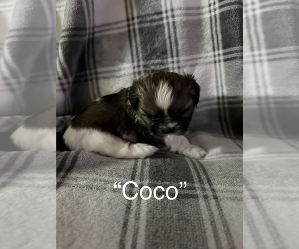 Medium Photo #1 Shih Tzu Puppy For Sale in GLENDALE HEIGHTS, IL, USA