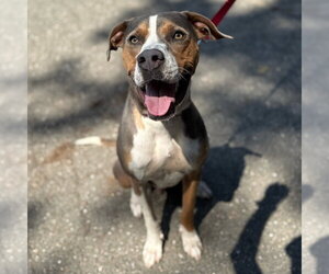 Owen - Male Mutt Dog for Adoption - Photo #3