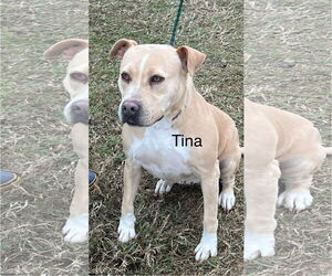 Mutt Dogs for adoption in Farmerville, LA, USA