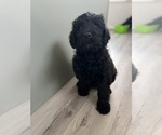 Small #1 Labradoodle
