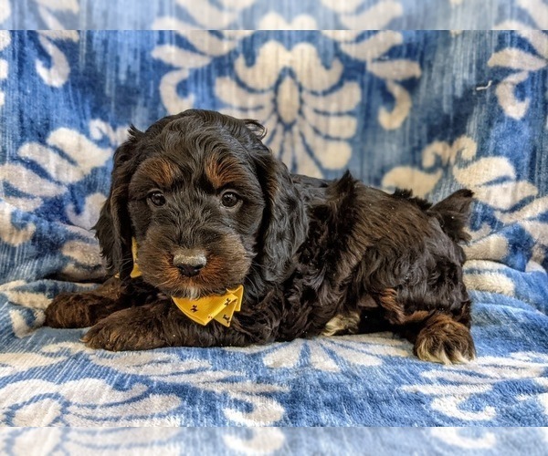 Medium Photo #2 Cocker Spaniel-Poodle (Miniature) Mix Puppy For Sale in NOTTINGHAM, PA, USA
