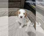 Puppy Lily Double Doodle