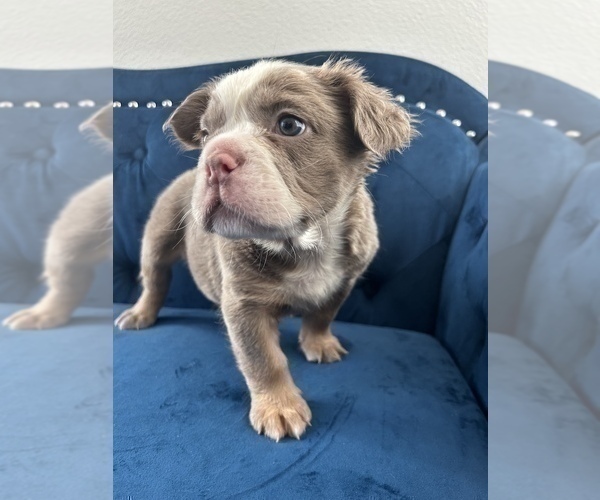 Medium Photo #12 English Bulldog Puppy For Sale in MIAMI, FL, USA