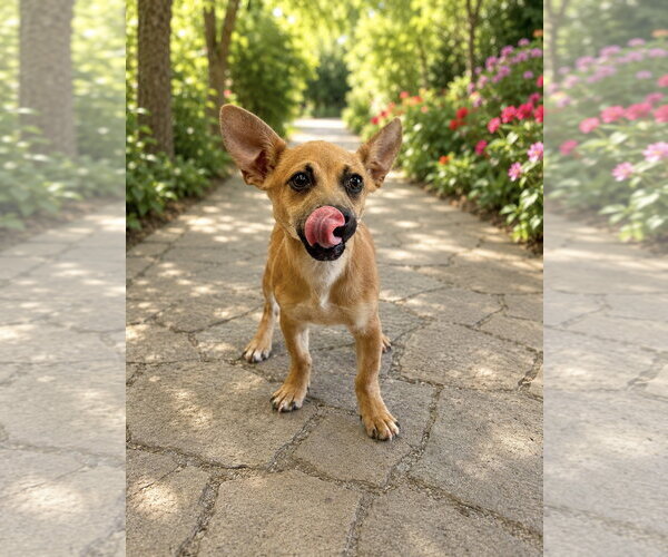 Medium Photo #3 Chihuahua-Unknown Mix Puppy For Sale in PIPE CREEK, TX, USA