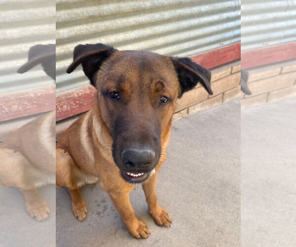 Medium Photo #7 Mutt Puppy For Sale in La Verne, CA, USA