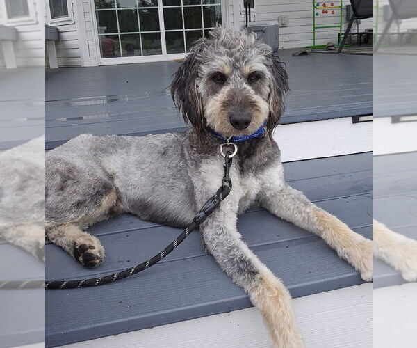 Medium Photo #2 Mutt Puppy For Sale in Walnutport, PA, USA