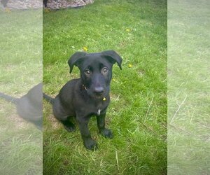 Labrador Retriever-Unknown Mix Dogs for adoption in Duluth, MN, USA