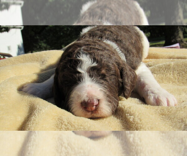 Medium Photo #2 Bernedoodle Puppy For Sale in BIG ROCK, IL, USA