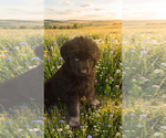Small #1 German Shepherd Dog