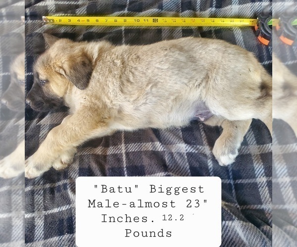 Medium Photo #5 Kangal Dog Puppy For Sale in SILVER LAKE, OR, USA