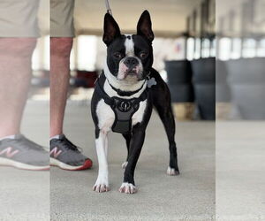 Boston Terrier Dogs for adoption in Mundelein, IL, USA