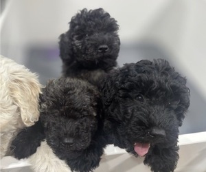 Puli Puppy for Sale in MIDDLETOWN, Virginia USA
