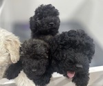 Small Photo #1 Puli Puppy For Sale in MIDDLETOWN, VA, USA