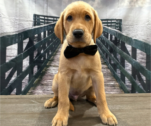 Medium Labrador Retriever