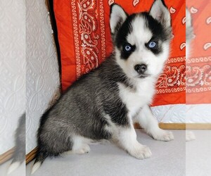 Siberian Husky Puppy for sale in MOUNT AYR, IA, USA