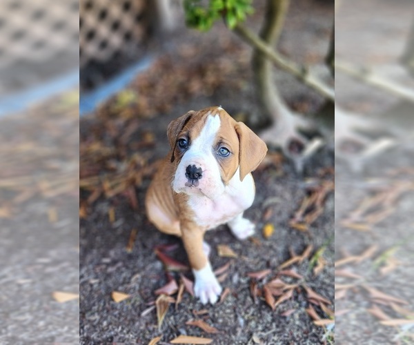 Medium Photo #6 Boxer Puppy For Sale in NEWBERG, OR, USA
