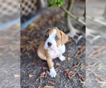 Litter of 4 - Male BoxerLitter of Puppies for Sale - Photo #6