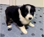 Small #2 Australian Shepherd