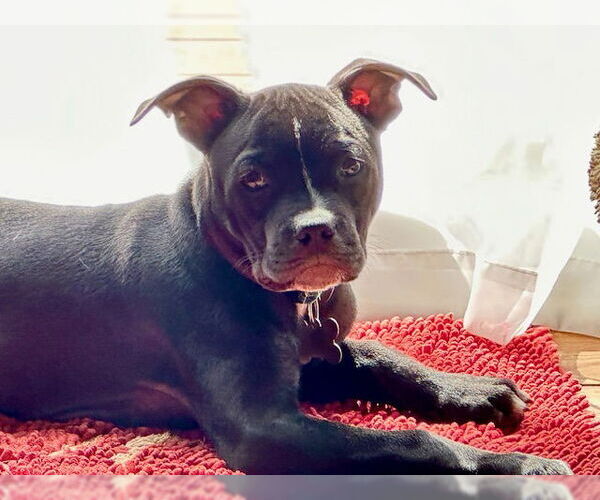 Medium Photo #1 American Pit Bull Terrier-Unknown Mix Puppy For Sale in Cary, NC, USA