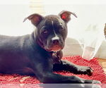 Small American Pit Bull Terrier Mix