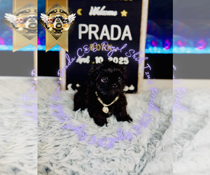 Shih Tzu Puppy for sale in ATHENS, GA, USA